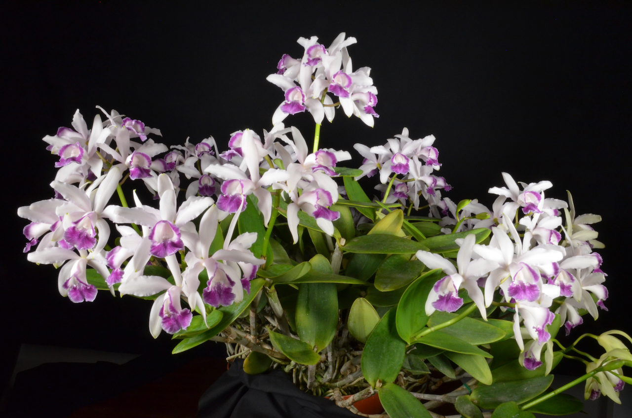 orchid picture